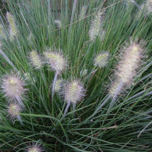 Pennisetum alopecuroides 'Little Bunny' - Tollborzfű