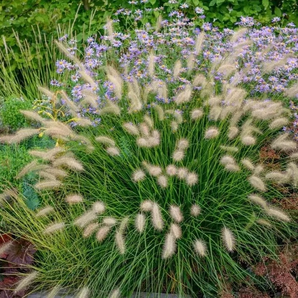 Pennisetum alopecuroides 'Little Bunny' - Tollborzfű