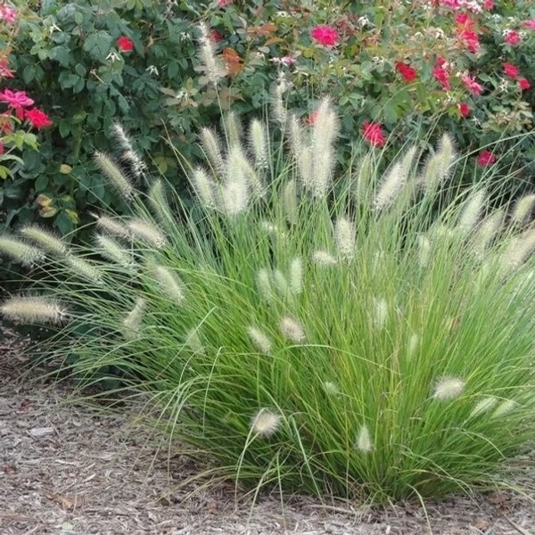 Pennisetum alopecuroides 'Little Bunny' - Tollborzfű