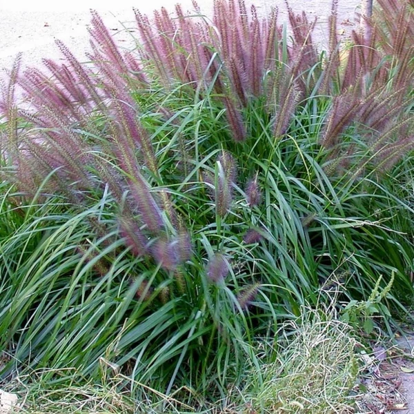 Pennisetum alopecuroides 'Moudry' - Tollborzfű