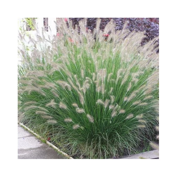 Pennisetum alopecuroides 'Piglet' – Tollborzfű