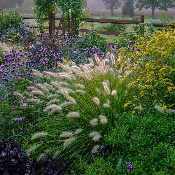 Pennisetum alopecuroides 'Piglet' – Tollborzfű