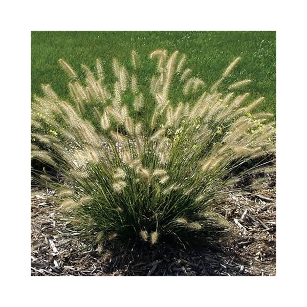 Pennisetum alopecuroides 'Piglet' – Tollborzfű