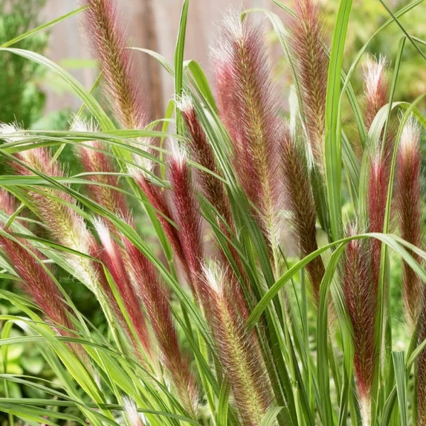 Pennisetum alopecuroides 'Red Head' – Tollborzfű