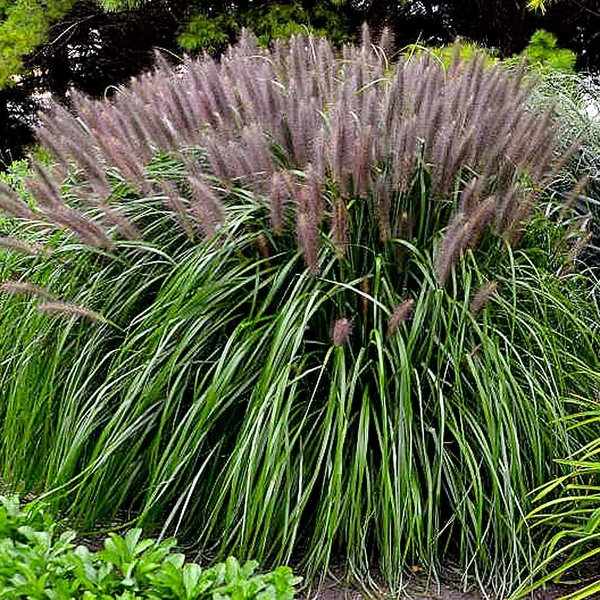 Pennisetum alopecuroides 'Red Head' – Tollborzfű