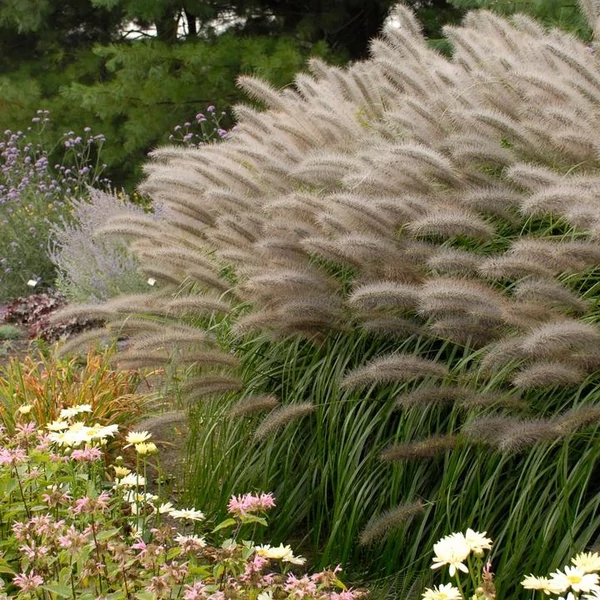Pennisetum alopecuroides 'Red Head' – Tollborzfű