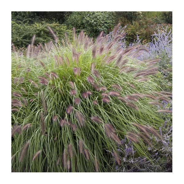 Pennisetum alopecuroides 'Red Head' – Tollborzfű