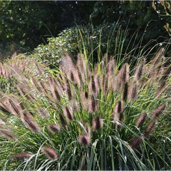 Pennisetum alopecuroides var. viridescens' – Tollborzfű