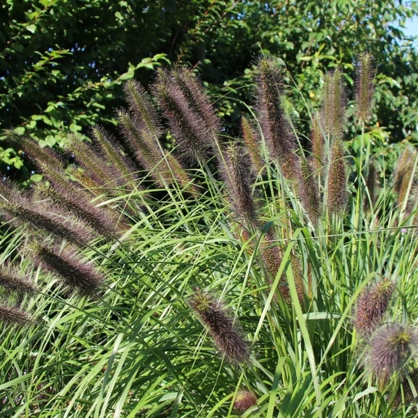 Pennisetum alopecuroides var. viridescens' – Tollborzfű
