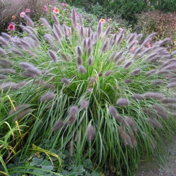 Pennisetum alopecuroides var. viridescens' – Tollborzfű