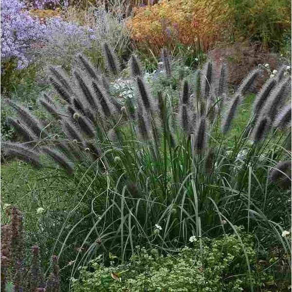 Pennisetum alopecuroides var. viridescens' – Tollborzfű