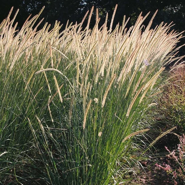 Pennisetum macrourum – Afrikai tollborzfű