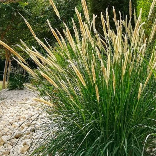 Pennisetum macrourum – Afrikai tollborzfű