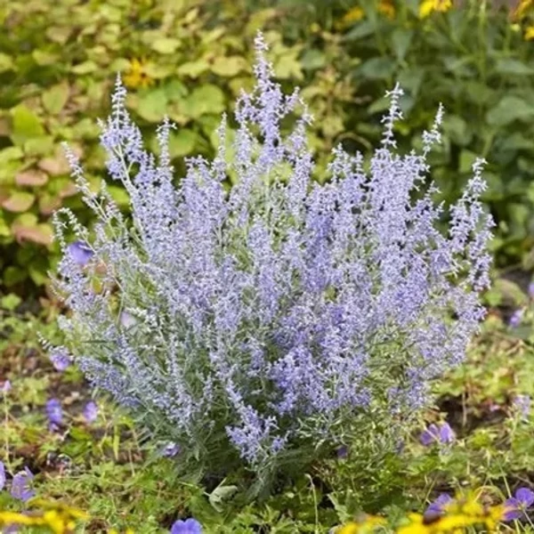 Perovskia atriplicifolia 'Lacey Blue' – Sudárzsálya