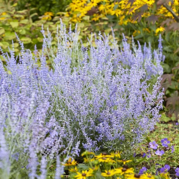 Perovskia atriplicifolia 'Lacey Blue' – Sudárzsálya