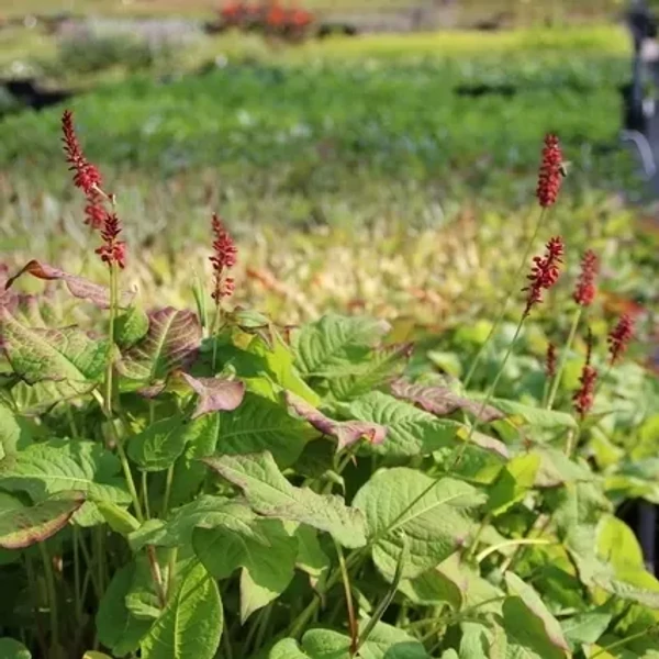Persicaria amplexicaulis 'JS Calor' – Keserűfű