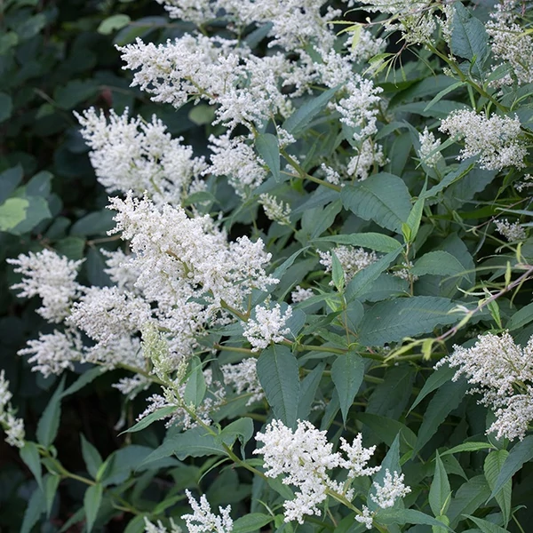 Persicaria polymorpha – Keserűfű