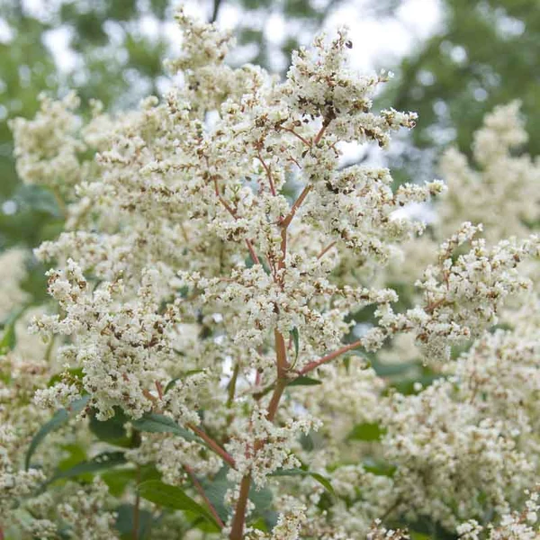 Persicaria polymorpha – Keserűfű