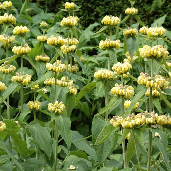 Phlomis russeliana - Kis-ázsiai macskahere