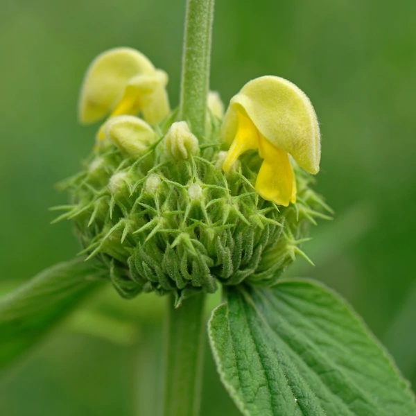 Phlomis russeliana - Kis-ázsiai macskahere
