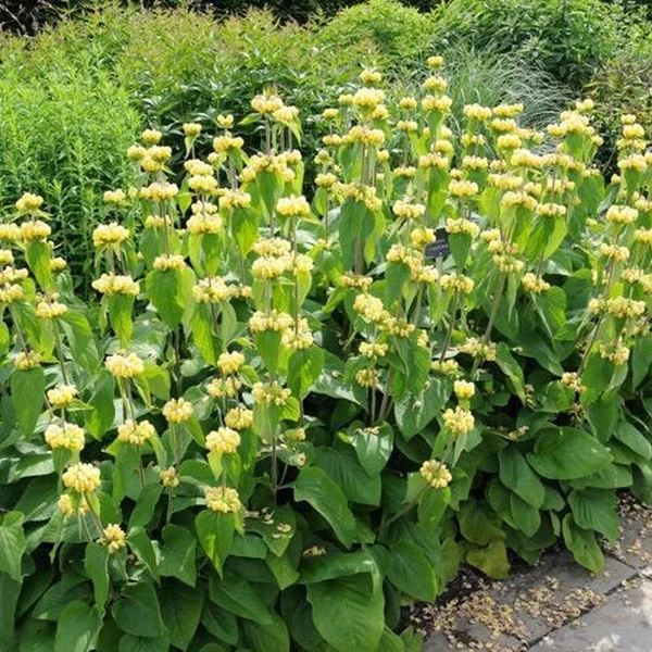 Phlomis russeliana - Kis-ázsiai macskahere