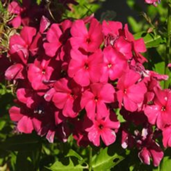 Phlox paniculata 'Abendglut' – Bugás lángvirág