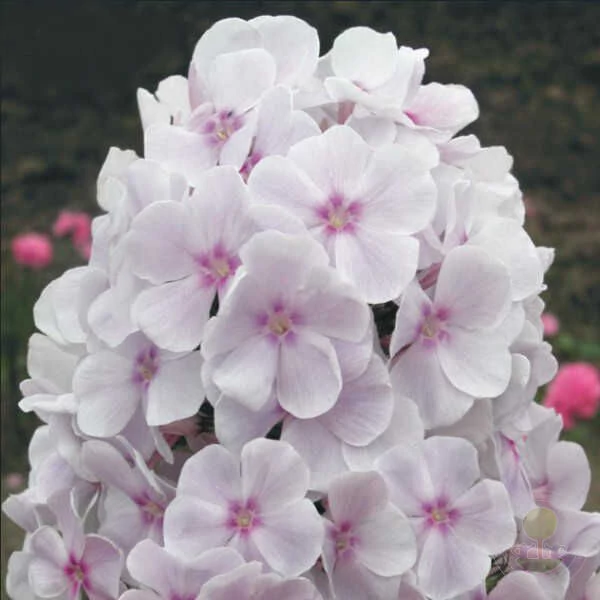 Phlox paniculata 'Atlant' – Bugás lángvirág