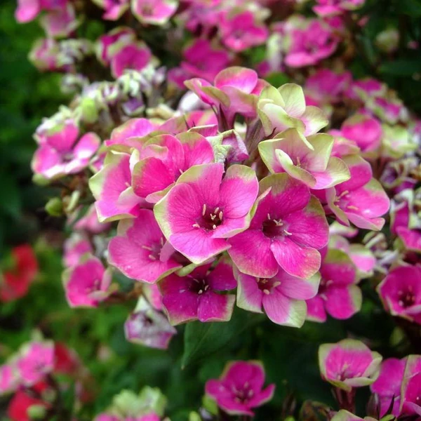 Phlox paniculata 'Aureole' – Bugás lángvirág
