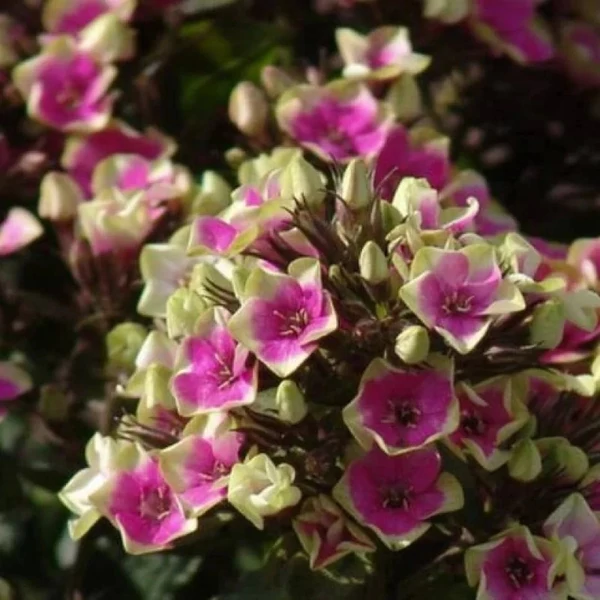 Phlox paniculata 'Aureole' – Bugás lángvirág