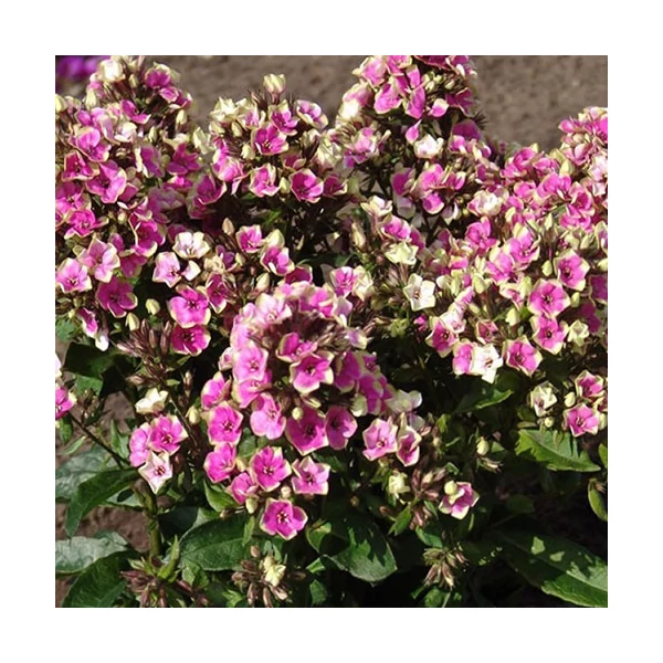 Phlox paniculata 'Aureole' – Bugás lángvirág