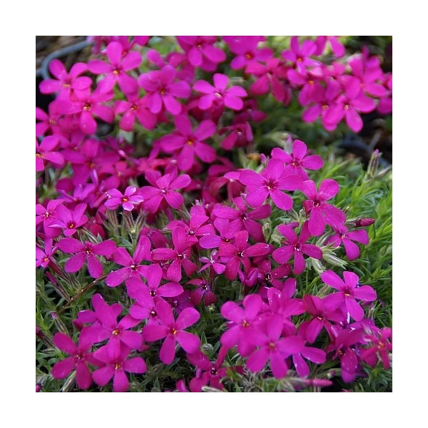 Phlox douglasii 'Ochsenblut' – Törpe lángvirág