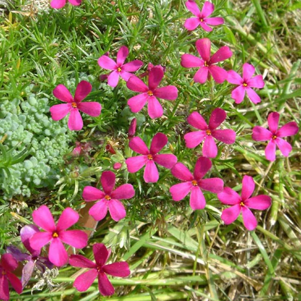 Phlox douglasii 'Ochsenblut' – Törpe lángvirág