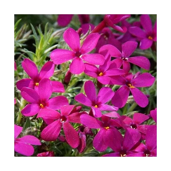 Phlox douglasii 'Ochsenblut' – Törpe lángvirág