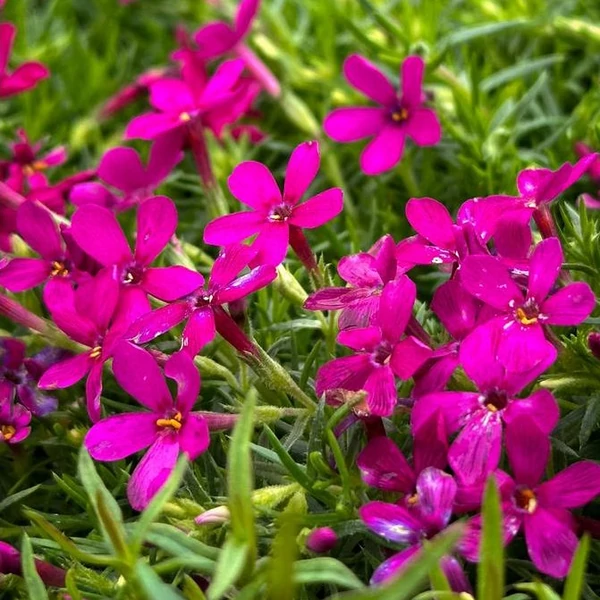 Phlox douglasii 'Ochsenblut' – Törpe lángvirág