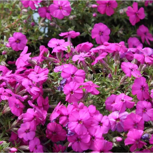 Phlox douglasii 'Red Admiral' - Törpe lángvirág
