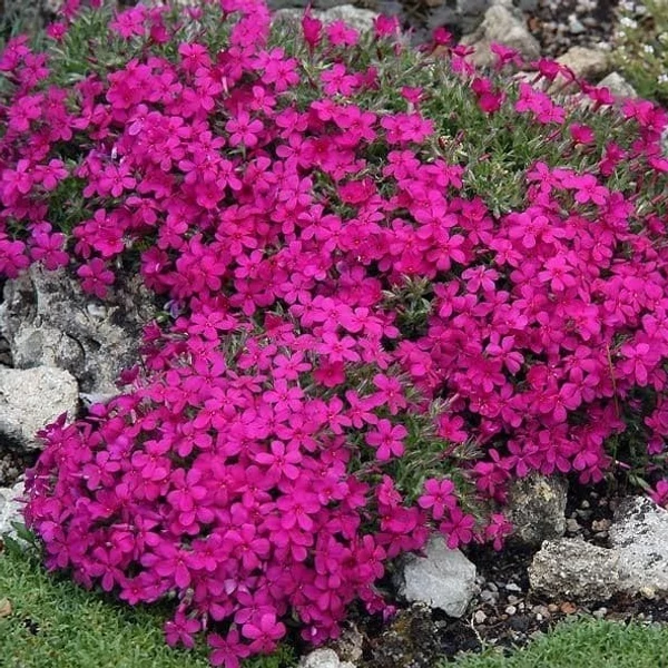 Phlox douglasii 'Red Admiral' - Törpe lángvirág