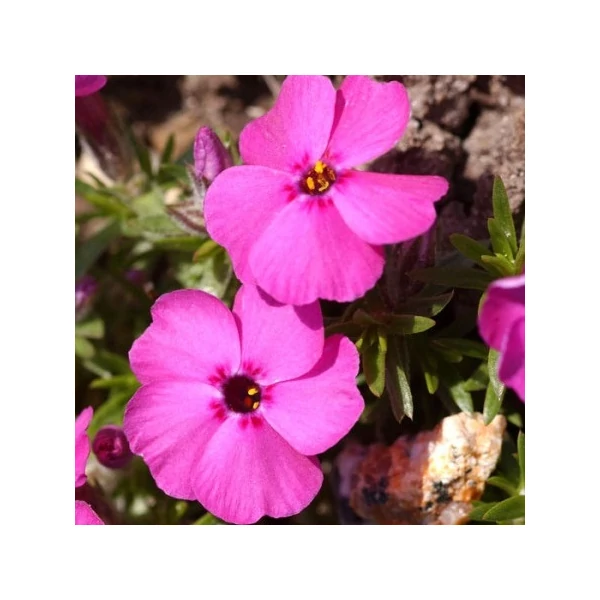 Phlox douglasii 'Red Admiral' - Törpe lángvirág