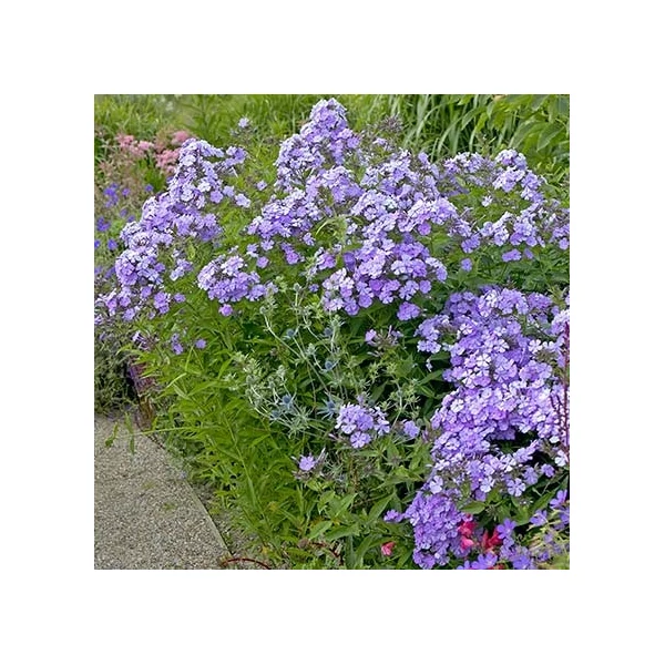 Phlox paniculata 'Blue Boy' – Bugás lángvirág