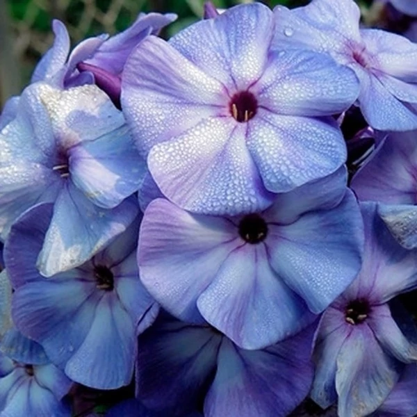 Phlox paniculata 'Blue Boy' – Bugás lángvirág