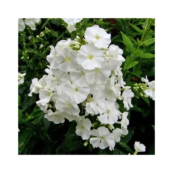 Phlox paniculata 'David' – Bugás lángvirág