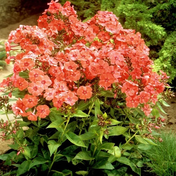 Phlox paniculata 'Orange Perfection' – Bugás lángvirág