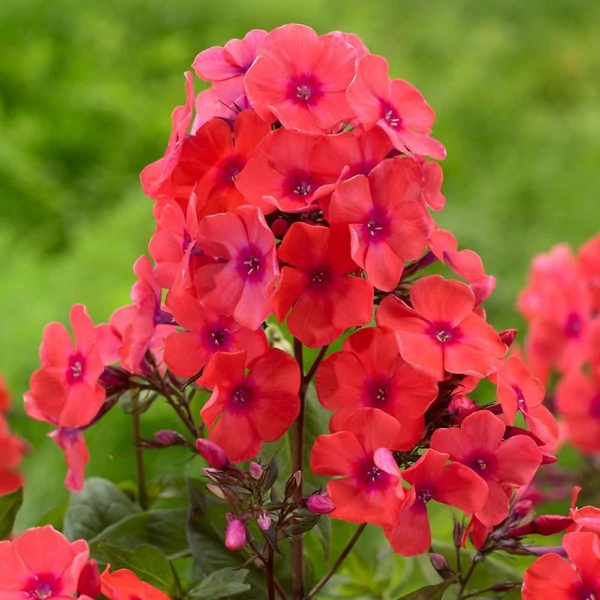 Phlox paniculata 'Orange Perfection' – Bugás lángvirág