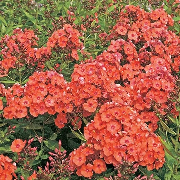 Phlox paniculata 'Orange Perfection' – Bugás lángvirág