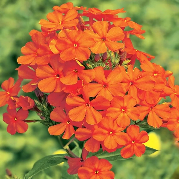 Phlox paniculata 'Orange Perfection' – Bugás lángvirág