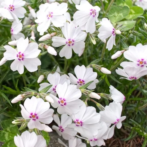 Phlox subulata 'Amazing Grace' - Árlevelű lángvirág