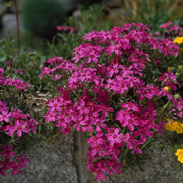 Phlox subulata 'Atropurpurea' - Árlevelű lángvirág