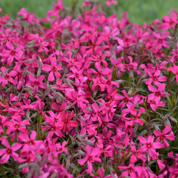 Phlox subulata 'Atropurpurea' - Árlevelű lángvirág