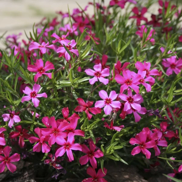 Phlox subulata 'Atropurpurea' - Árlevelű lángvirág