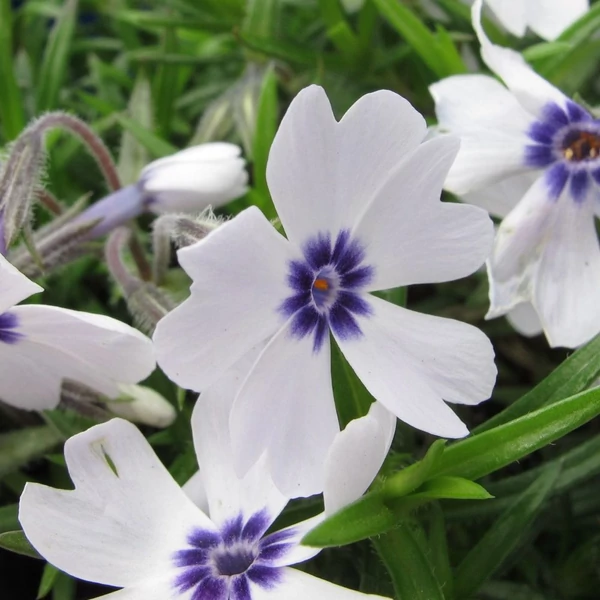 Phlox subulata 'Bavaria' - Halványkék árlevelű lángvirág