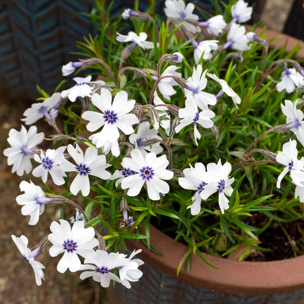 Phlox subulata 'Bavaria' - Halványkék árlevelű lángvirág